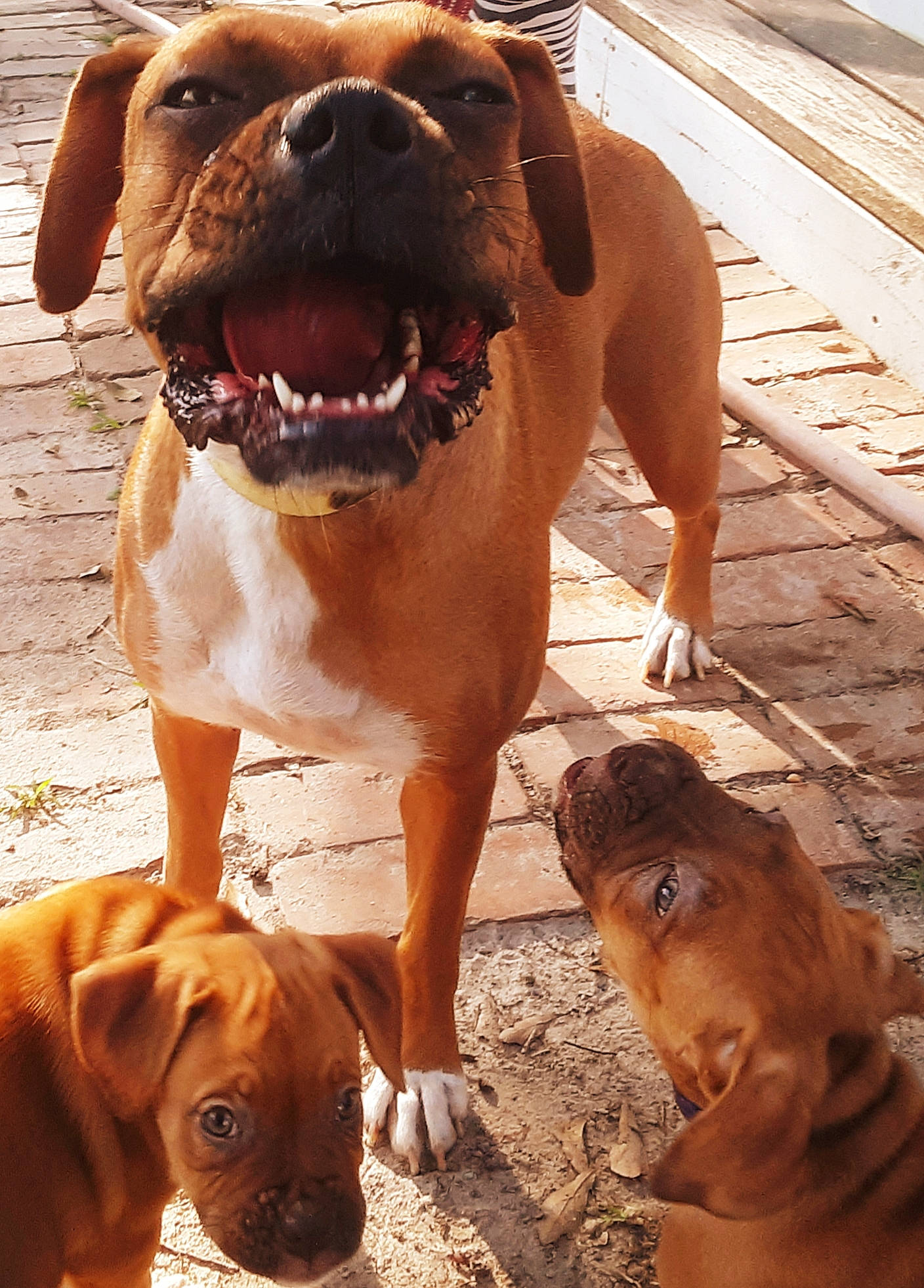 Raine is registered to the contest to win money with this photo: canidae, carnivore, companion_dog, dog, dog_breed, dog_collar, fawn, light, liver, mammal, molosser, paw, sand, snout, sporting_group, summer, terrestrial_animal, vertebrate, working_animal, working_dog