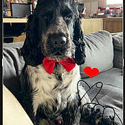 Maurice participe au concours pour gagner de l'argent avec cette photo : accessories, animal, architecture, building, canine, cockerspaniel, computerhardware, couch, dog, electronics, formalwear, furniture, hardware, indoors, monitor, person, pet, puppy, screen, tie
