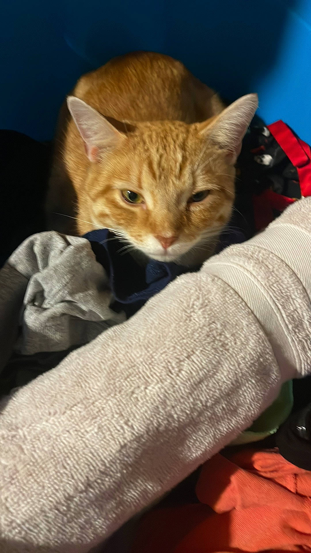 Juice joined the competition — help win amazing prizes! carnivore, cat, claw, comfort, domestic_short_haired_cat, fawn, felidae, fur, human_leg, linens, paw, sitting, sleeve, small_to_medium_sized_cats, snout, tail, terrestrial_animal, whiskers, woolen, woven_fabric