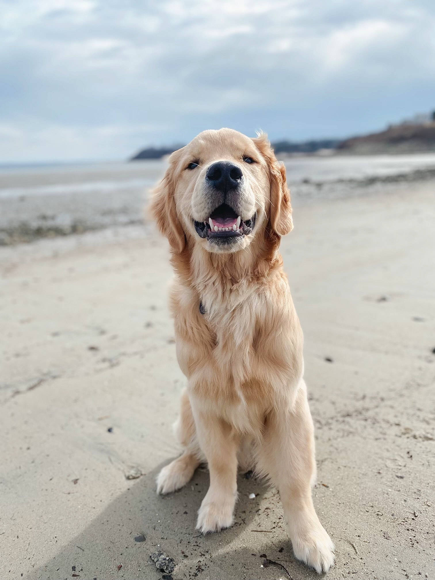 Rory is registered to the contest to win money with this photo: biting, canidae, carnivore, cloud, collar, companion_dog, dog, dog_breed, fang, fur, golden_retriever, gun_dog, happy, retriever, sky, snout, sporting_group, working_dog