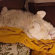 Garfield participe au concours pour gagner de l'argent avec cette photo : abyssinian, angora, animal, armchair, bed, blanket, cat, chair, couch, furniture, homedecor, kitten, linen, manx, person, pet, quilt, siamese, sleeping, towel