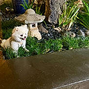 Yuki is registered to the contest to win money with this photo: bench, ceramic_vase, cute, decorative_garden, dog, garden, grass, greenery, harness, night_photo, outdoor, pebbles, pet, plants, pomeranian, portrait, rock, small_dog, statue, stone_lantern