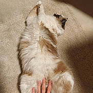 Patchy a rejoint le concours — aidez-le/la à gagner de superbes lots ! cat, fluffy, carpet, hand, petting, relaxed, indoor, sunlight, feline, white, brown, fur, paw, animal, cute, comfortable, domestic, laying_down, cozy, soft