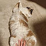 cat, fluffy, carpet, hand, petting, relaxed, indoor, sunlight, feline, white, brown, fur, paw, animal, cute, comfortable, domestic, laying_down, cozy, soft