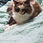 Patchy a rejoint le concours — aidez-le/la à gagner de superbes lots ! animal, bed, blanket, brown, cat, closeup, comfortable, cozy, cute, fluffy, fur, indoor, paws, pet, relaxed, resting, sleepy, texture, whiskers, white