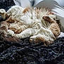 Patchy a rejoint le concours — aidez-le/la à gagner de superbes lots ! animal, blanket, cat, comfortable, cozy, curled_up, cute, domestic, fluffy, fur, indoor, nap, paw, pet, relaxed, resting, sleeping, soft, tail, whiskers