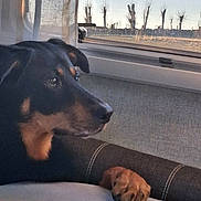 Xena participe au concours pour gagner de l'argent avec cette photo : dog, window, paw, couch, indoor, animal, pet, black, brown, face, ear, nose, reflection, furniture, daylight, tree, sky, quiet, resting, looking
