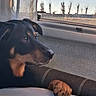 dog, window, paw, couch, indoor, animal, pet, black, brown, face, ear, nose, reflection, furniture, daylight, tree, sky, quiet, resting, looking