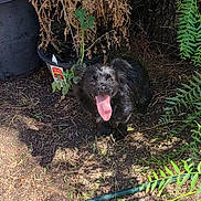 Lyla joined the competition — help win amazing prizes! dog, black_dog, tongue_out, outdoor, plants, dirt, sunlight, shadow, greenery, potted_plant, dry_leaves, garden, nature, pet, animal, happy, canine, fur, summer, playful