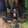 dog, black_dog, tongue_out, outdoor, plants, dirt, sunlight, shadow, greenery, potted_plant, dry_leaves, garden, nature, pet, animal, happy, canine, fur, summer, playful