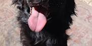 Lyla is registered to the contest to win money with this photo: dog, black_dog, tongue_out, close_up, pet, animal, playful, happy, fur, canine, indoor, shadow, paw, excited, cute, mammal, companion, pet_portrait, face, friendly