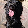 dog, black_dog, tongue_out, close_up, pet, animal, playful, happy, fur, canine, indoor, shadow, paw, excited, cute, mammal, companion, pet_portrait, face, friendly