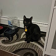Benos joined the competition — help win amazing prizes! black_cat, cat, indoor, pet, animal, water_dispenser, collar, tag, rug, patterned_rug, floor, furniture, cabinet, curious, sitting, yellow_eyes, domestic_cat, home, quiet, calm