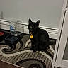 animal, black_cat, cabinet, calm, cat, collar, curious, domestic_cat, floor, furniture, home, indoor, patterned_rug, pet, quiet, rug, sitting, tag, water_dispenser, yellow_eyes