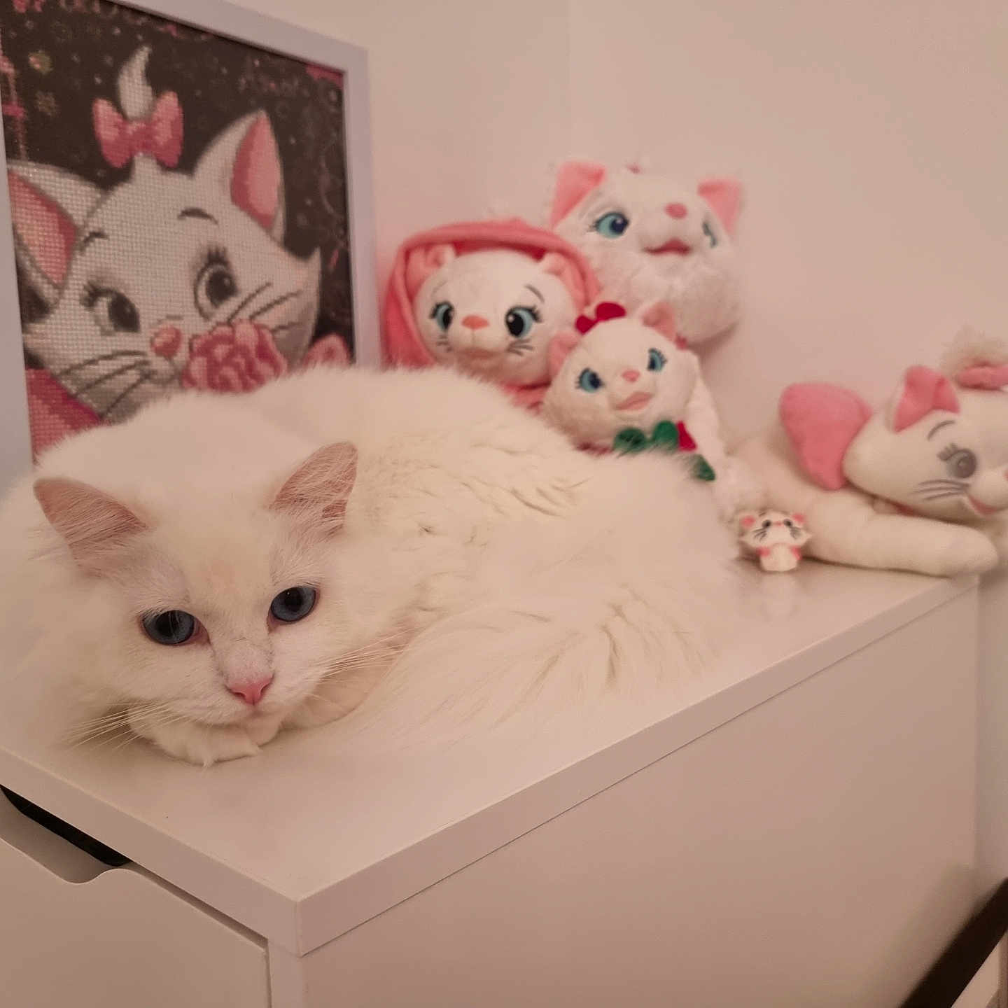 Perle a rejoint le concours — aidez-le/la à gagner de superbes lots ! animal, blue_eyes, cabinet, cat, collection, cozy, cute, decor, feline, home, indoor, pet, pink, plush_toys, portrait, resting, soft, stuffed_animals, white, white_cat