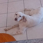 Fleur participe au concours pour gagner de l'argent avec cette photo : dog, white_dog, spotted, lying_down, floor, tile_floor, indoor, pet, animal, looking_up, relaxed, calm, ears, snout, paws, home, furniture, chair, granite, domestic