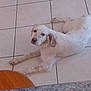 dog, white_dog, spotted, lying_down, floor, tile_floor, indoor, pet, animal, looking_up, relaxed, calm, ears, snout, paws, home, furniture, chair, granite, domestic