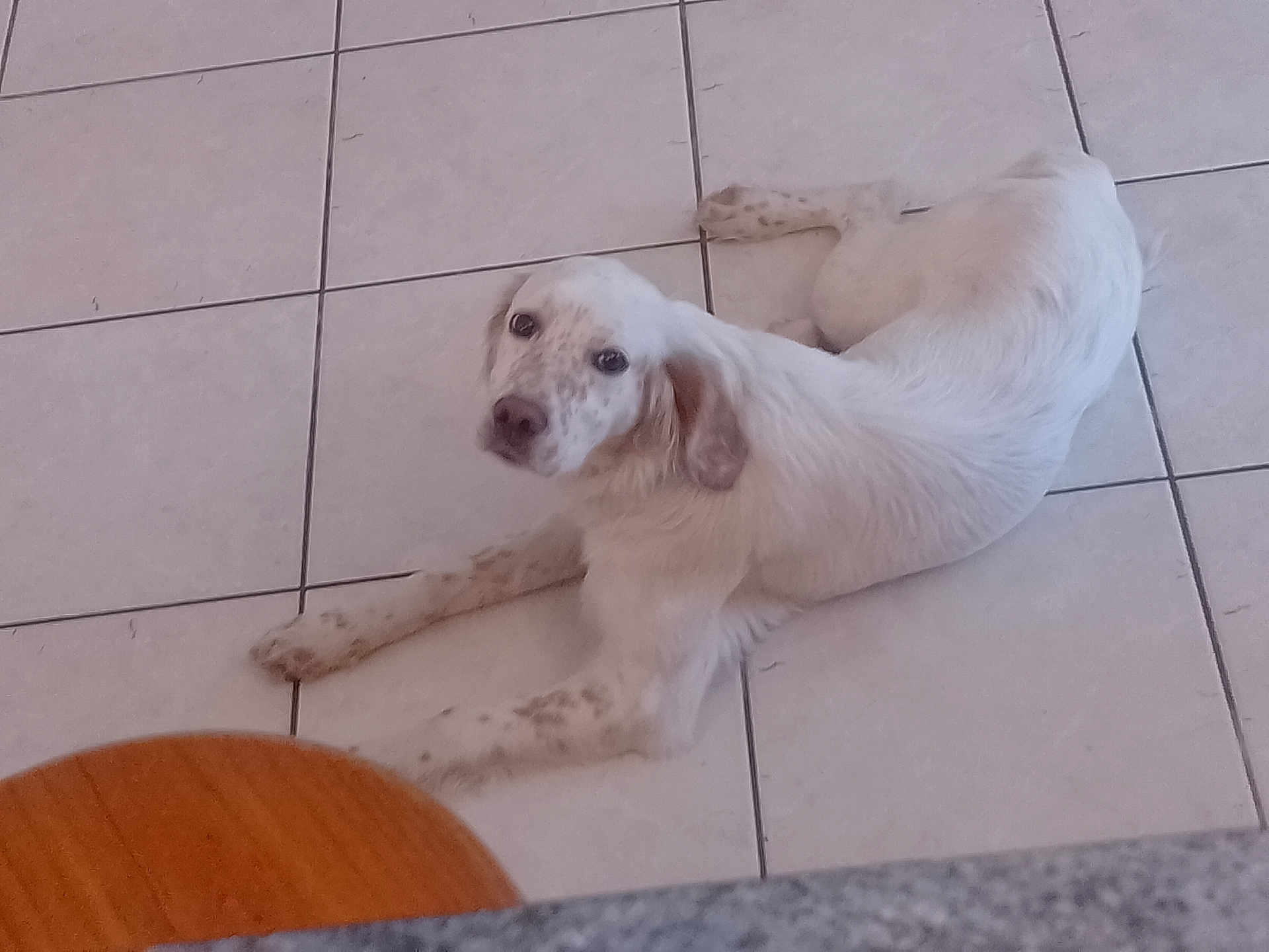 Fleur participe au concours pour gagner de l'argent avec cette photo : dog, white_dog, spotted, lying_down, floor, tile_floor, indoor, pet, animal, looking_up, relaxed, calm, ears, snout, paws, home, furniture, chair, granite, domestic