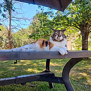 Duchesse participe au concours pour gagner de l'argent avec cette photo : animal, calico_cat, cat, daytime, feline, fur, garden, grass, greenery, nature, outdoor, peaceful, pet, relaxing, resting, shade, sunlight, table, tree, whiskers