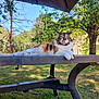 animal, calico_cat, cat, daytime, feline, fur, garden, grass, greenery, nature, outdoor, peaceful, pet, relaxing, resting, shade, sunlight, table, tree, whiskers