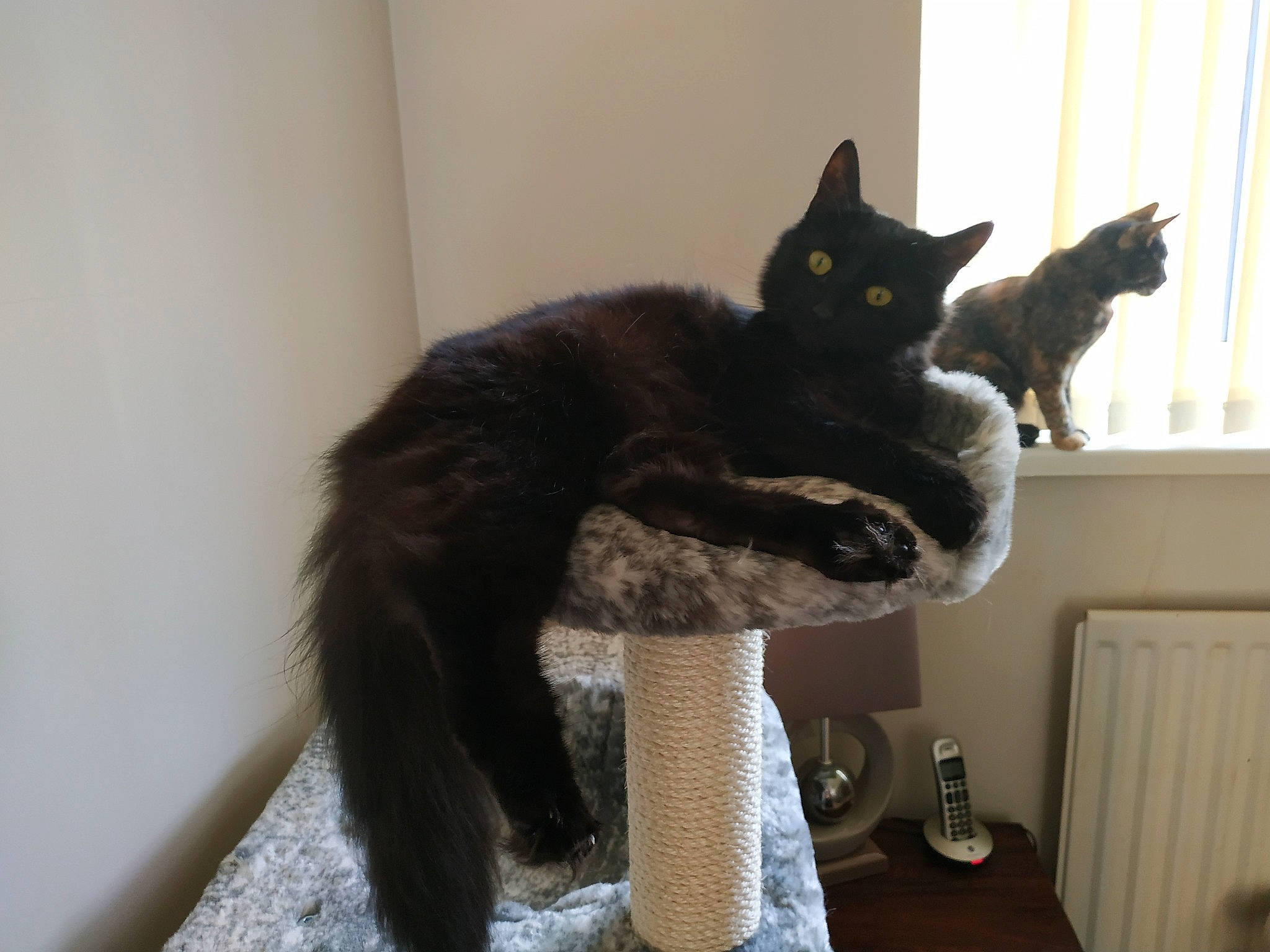 Xian-lorraine is registered to the contest to win money with this photo: asian, black_cat, carnivore, cat, domestic_short_haired_cat, european_shorthair, felidae, fur, kitten, korat, mammal, nebelung, paw, polydactyl_cat, room, russian_blue, small_to_medium_sized_cats, tail, whiskers