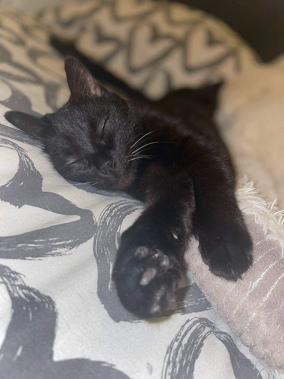 Garfield a rejoint le concours — aidez-le/la à gagner de superbes lots ! black_cat, carnivore, cat, claw, comfort, dog_breed, domestic_short_haired_cat, ear, felidae, foot, fur, gesture, grey, human_leg, monochrome_photography, nap, paw, small_to_medium_sized_cats, tail, whiskers