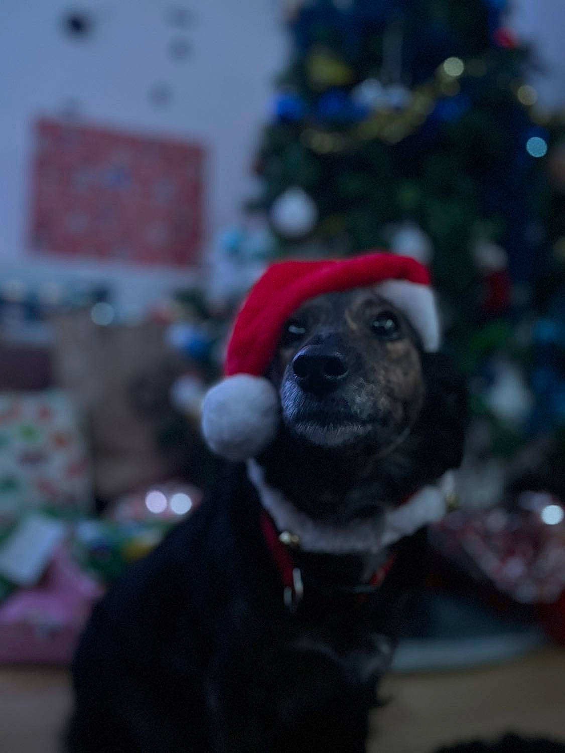 Chanel participe au concours pour gagner de l'argent avec cette photo : carnivore, christmas, christmas_decoration, christmas_ornament, christmas_tree, collar, companion_dog, dog, dog_breed, dog_clothes, dog_collar, dog_supply, event, fawn, fur, holiday, snout, sporting_group, winter, working_animal