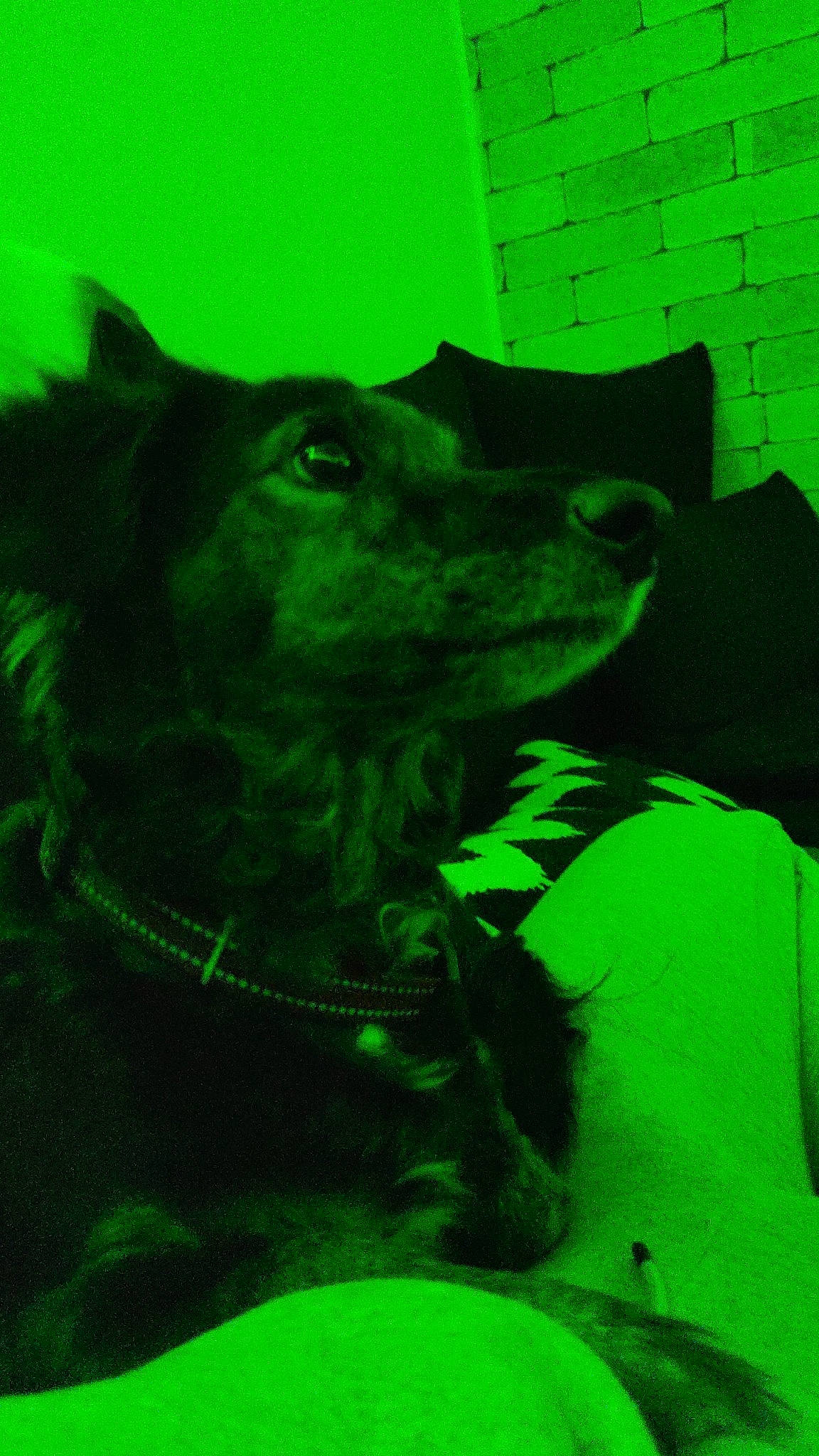 Chanel participe au concours pour gagner de l'argent avec cette photo : art, canidae, carnivore, companion_dog, dog, dog_breed, electric_blue, fur, grass, green, non_sporting_group, pet_supply, snout, sporting_group, terrestrial_animal, whiskers, working_animal