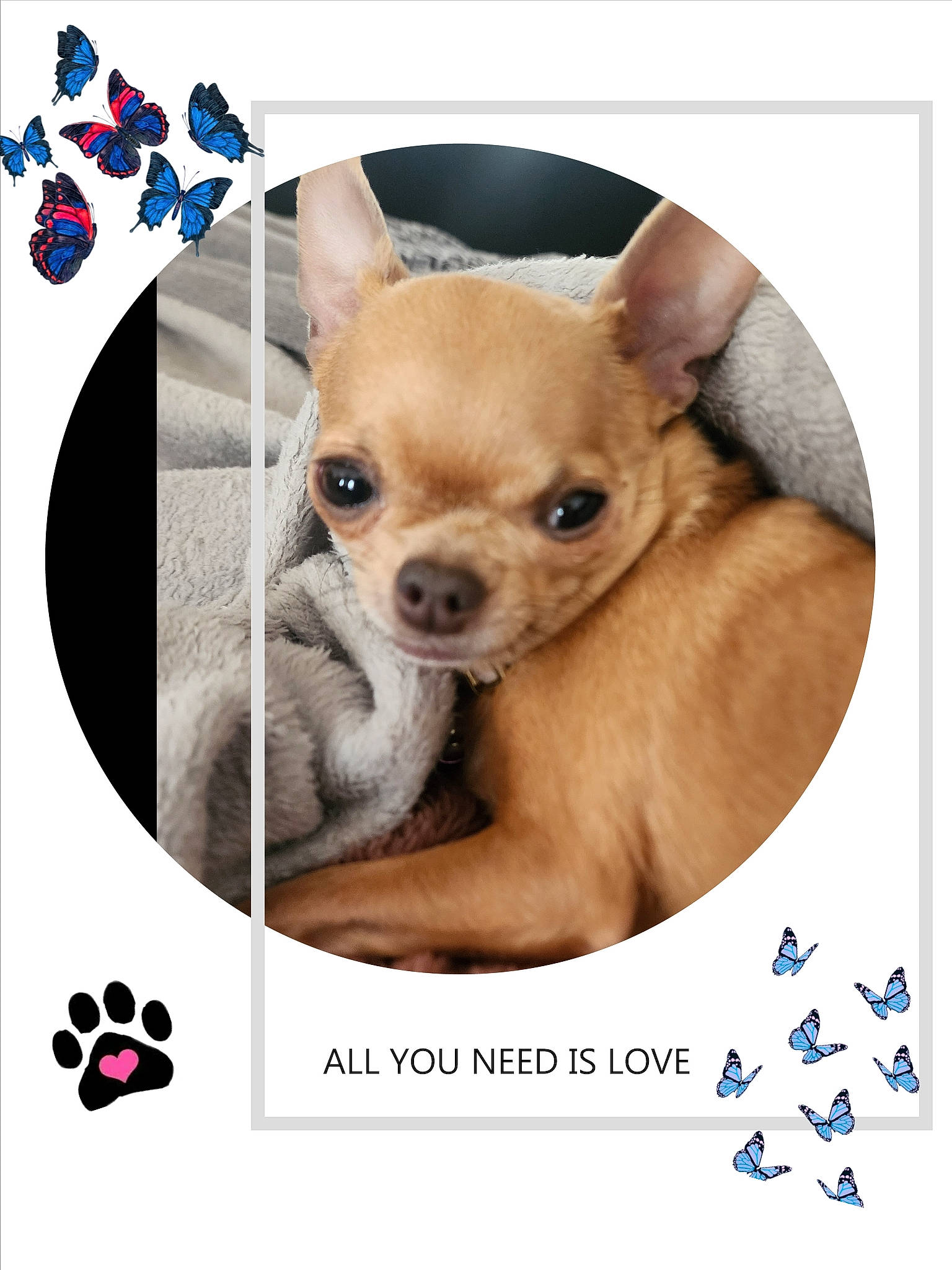 Peach joined the competition — help win amazing prizes! canidae, carnivore, chihuahua, companion_dog, dog, dog_breed, dog_supply, fawn, font, liver, pattern, paw, photo_caption, snout, sporting_group, terrestrial_animal, toy_dog, watch, whiskers, working_animal