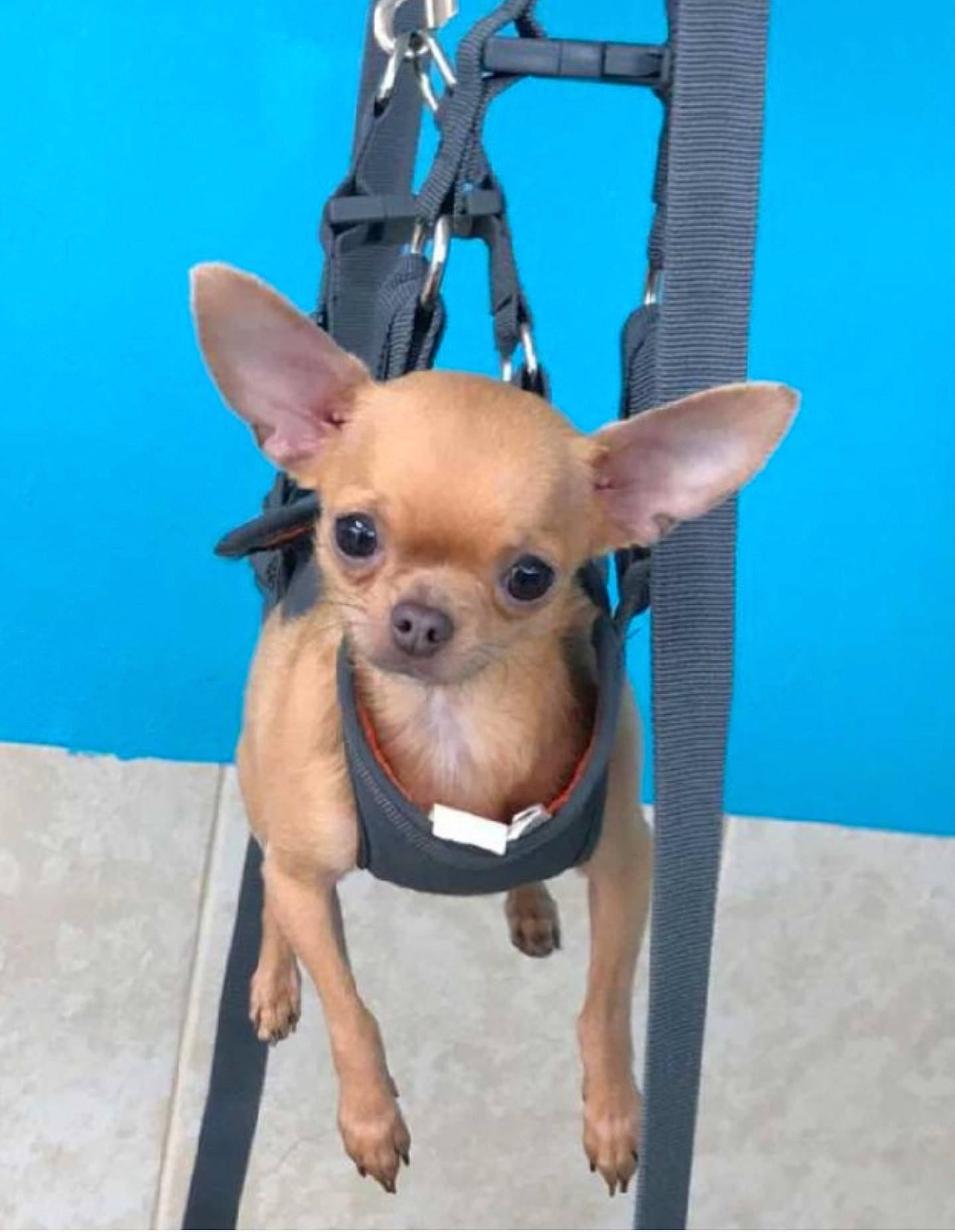 Peach is registered to the contest to win money with this photo: carnivore, chihuahua, collar, companion_dog, dog, dog_breed, dog_collar, dog_supply, ear, electric_blue, fashion_accessory, fawn, fur, liver, pet_supply, snout, sporting_group, toy_dog, whiskers, working_animal