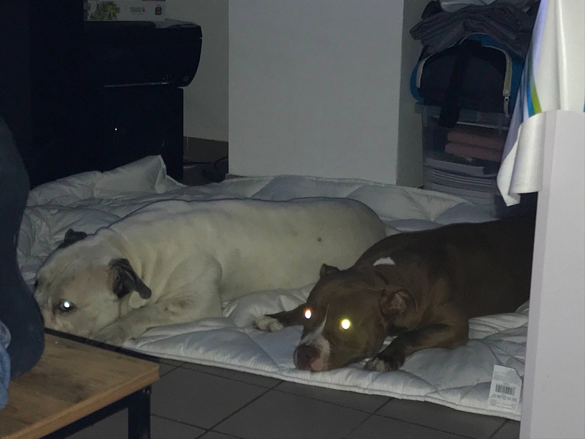 Phara participe au concours pour gagner de l'argent avec cette photo : bed, bedding, canidae, carnivore, comfort, companion_dog, couch, dog, dog_breed, fawn, flooring, hardwood, linens, liver, nap, pillow, room, sporting_group, studio_couch, working_animal