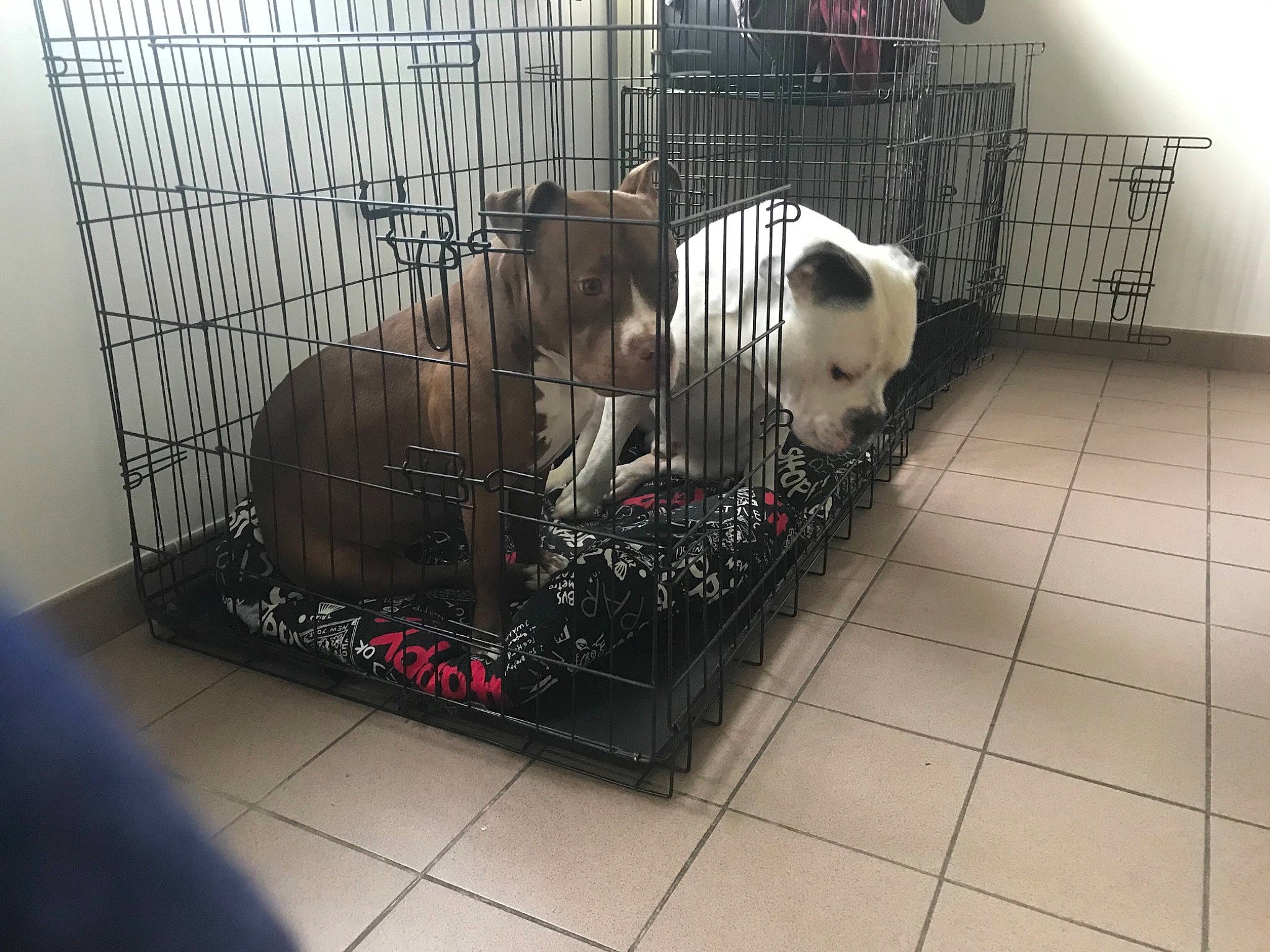 Phara a rejoint le concours — aidez-le/la à gagner de superbes lots ! animal_shelter, cage, canidae, carnivore, companion_dog, composite_material, dog_breed, dog_crate, dog_supply, floor, flooring, fur, machine, metal, pet_supply, snout, sporting_group, terrestrial_animal, tiger, working_animal