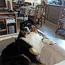Shelby a rejoint le concours — aidez-le/la à gagner de superbes lots ! chair, computer, cozy, cushion, dog, floor, furniture, happy, home, indoor, light, pet, poster, radiator, room, shelf, smiling, table, window, wooden