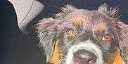 Shelby participe au concours pour gagner de l'argent avec cette photo : animal, black_fur, brown_fur, car_interior, closeup, daylight, dog, ears, happy, mouth, nose, pet, puppy, seat, security_vest, smiling, sunlight, tongue_out, white_fur, window