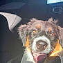 animal, black_fur, brown_fur, car_interior, closeup, daylight, dog, ears, happy, mouth, nose, pet, puppy, seat, security_vest, smiling, sunlight, tongue_out, white_fur, window