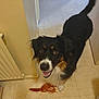 black_fur, brown_fur, canine, companion, dog, floor, happy, household, indoor, looking_up, mouth_open, pet, playful, radiator, rope_toy, tail, tile_floor, toy, wall, white_fur