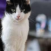 Felix participe au concours pour gagner de l'argent avec cette photo : alert, animal, background_blur, black_and_white, cat, closeup, cute, domestic, feline, focused, fur, green_eyes, indoor, mammal, pet, portrait, sitting, soft_light, whiskers