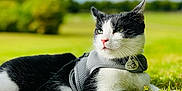 Felix a rejoint le concours — aidez-le/la à gagner de superbes lots ! accessories, animal, cat, document, formalwear, grass, kitten, lawn, outdoors, person, pet, plant, racket, receipt, sitting, sport, strap, tennis, tennisracket, tie