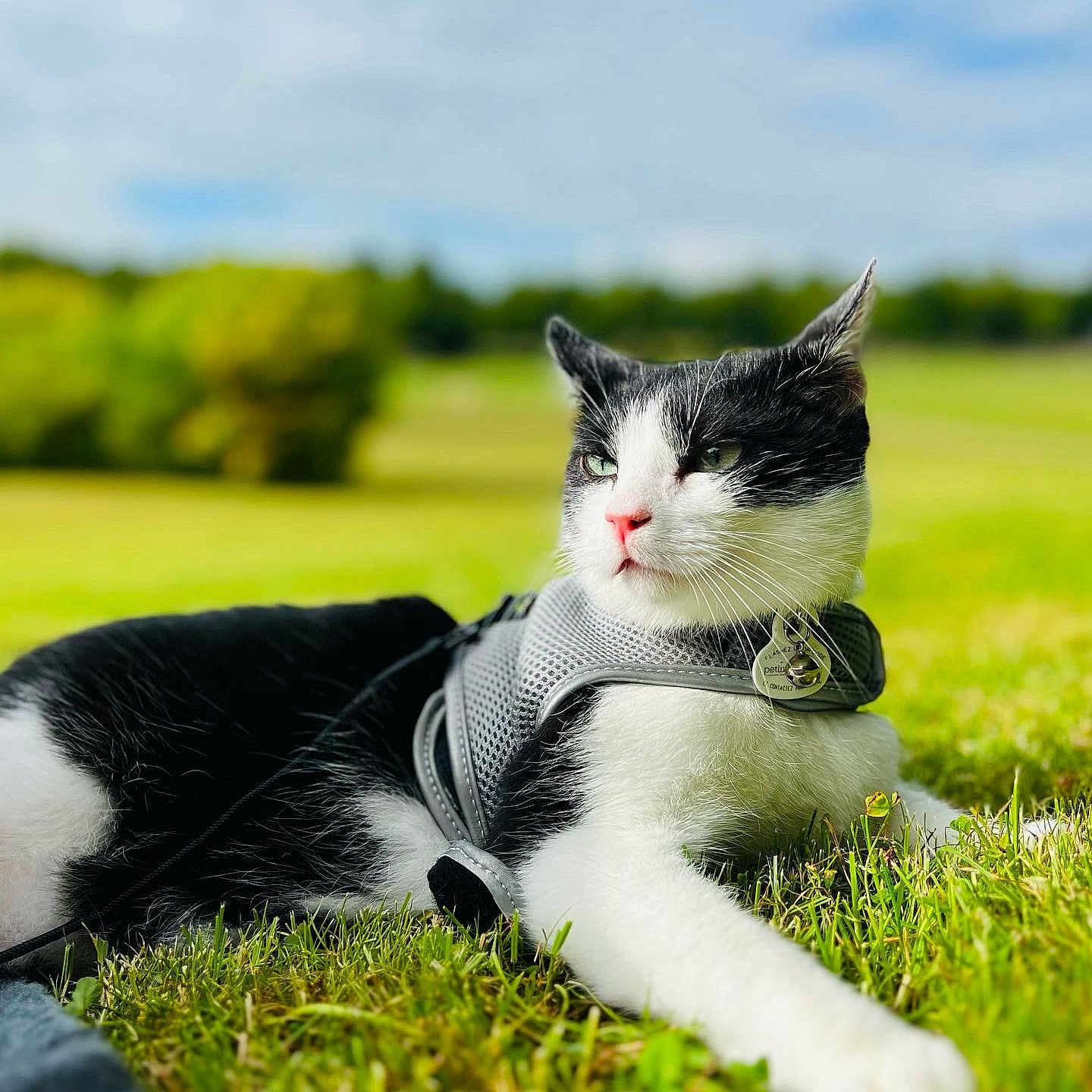 Felix a rejoint le concours — aidez-le/la à gagner de superbes lots ! accessories, animal, cat, document, formalwear, grass, kitten, lawn, outdoors, person, pet, plant, racket, receipt, sitting, sport, strap, tennis, tennisracket, tie