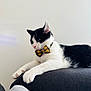 Felix a rejoint le concours — aidez-le/la à gagner de superbes lots ! animal, black_and_white, bow_tie, cat, collar, cushion, cute, domestic, ears, feline, fur, house, indoor, paws, pet, portrait, relaxed, resting, side_view, whiskers