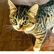 Plume a rejoint le concours — aidez-le/la à gagner de superbes lots ! cat, tabby_cat, pet, animal, feline, whiskers, green_eyes, curious, fur, striped, closeup, indoor, brown_background, walking, young_cat, domestic_animal, cute, alert, paws, mammal