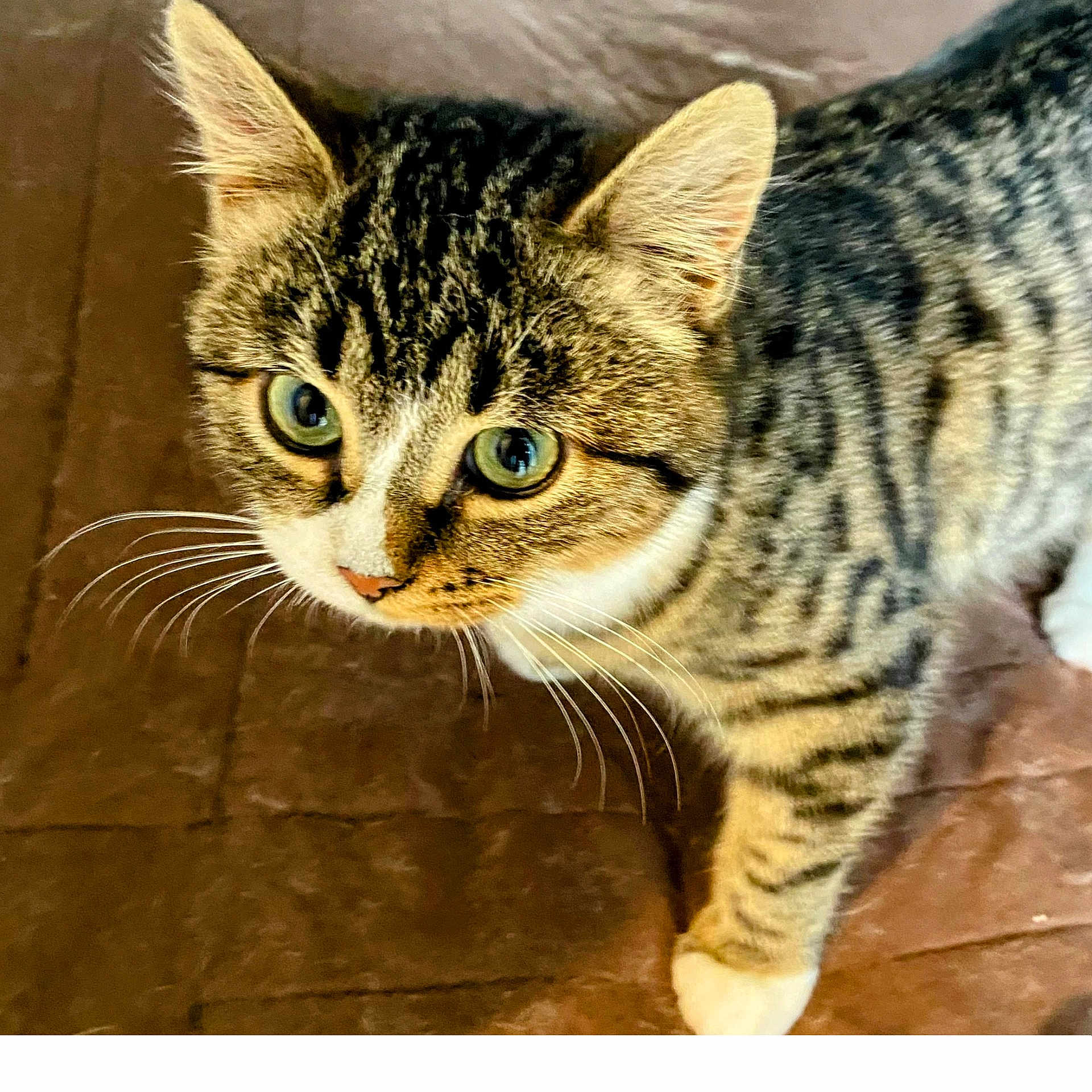 Plume a rejoint le concours — aidez-le/la à gagner de superbes lots ! cat, tabby_cat, pet, animal, feline, whiskers, green_eyes, curious, fur, striped, closeup, indoor, brown_background, walking, young_cat, domestic_animal, cute, alert, paws, mammal