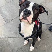 Snoopy joined the competition — help win amazing prizes! animal, black_and_white, canine, close_up, companion, curious, daylight, dog, ears_up, footwear, harness, leash, looking_up, outdoor, pavement, pavement_tiles, person, pet, sidewalk, urban