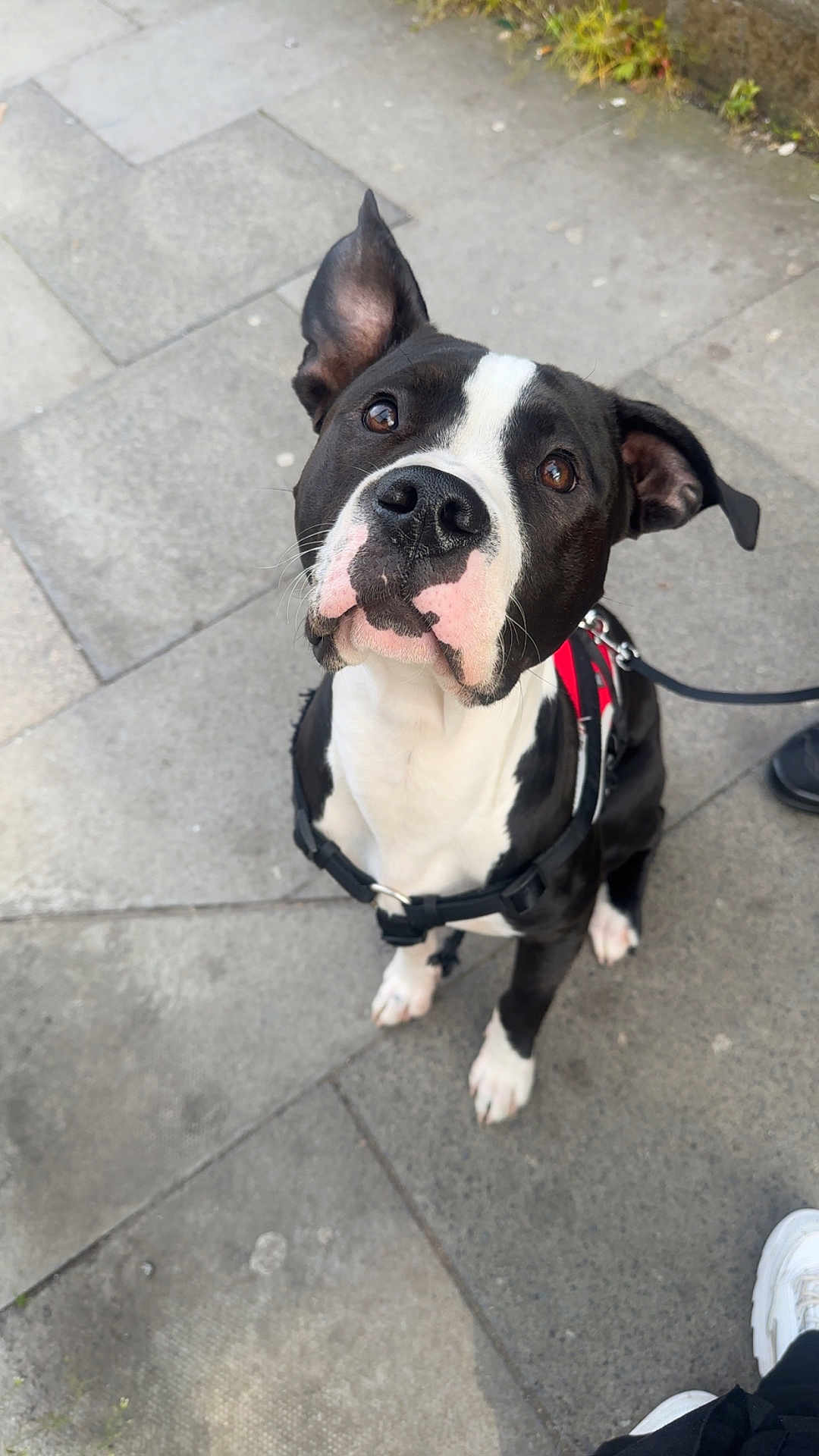 Snoopy joined the competition — help win amazing prizes! animal, black_and_white, canine, close_up, companion, curious, daylight, dog, ears_up, footwear, harness, leash, looking_up, outdoor, pavement, pavement_tiles, person, pet, sidewalk, urban