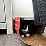 Bootsie joined the competition — help win amazing prizes! cat, tuxedo_cat, black_and_white, animal, pet, whiskers, yellow_eyes, white_paws, cardboard_box, hiding, indoors, floor, cabinet, curtain, home, cute, alert, portrait, photography, smartphone