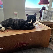 Bootsie is registered to the contest to win money with this photo: cat, tuxedo_cat, black_and_white, pet, animal, lying_down, relaxed, whiskers, pointed_ears, green_eyes, paws, cardboard_box, dyson, indoors, living_room, window, sunlight, lamp, fan, furniture