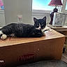 animal, black_and_white, cardboard_box, cat, dyson, fan, furniture, green_eyes, indoors, lamp, living_room, lying_down, paws, pet, pointed_ears, relaxed, sunlight, tuxedo_cat, whiskers, window