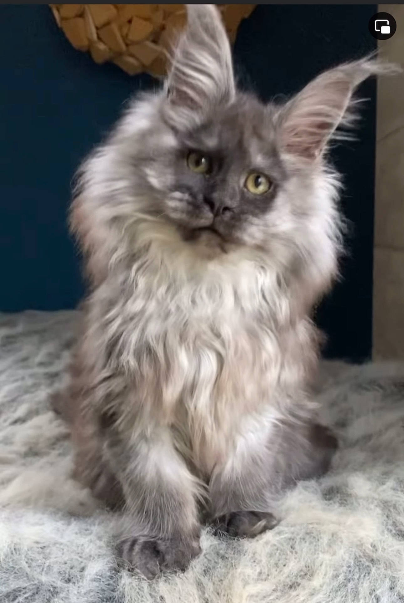 Uni joined the competition — help win amazing prizes! carnivore, cat, claw, comfort, fawn, felidae, flooring, fur, iris, maine_coon, paw, photo_caption, plant, sitting, small_to_medium_sized_cats, snout, tail, terrestrial_animal, whiskers