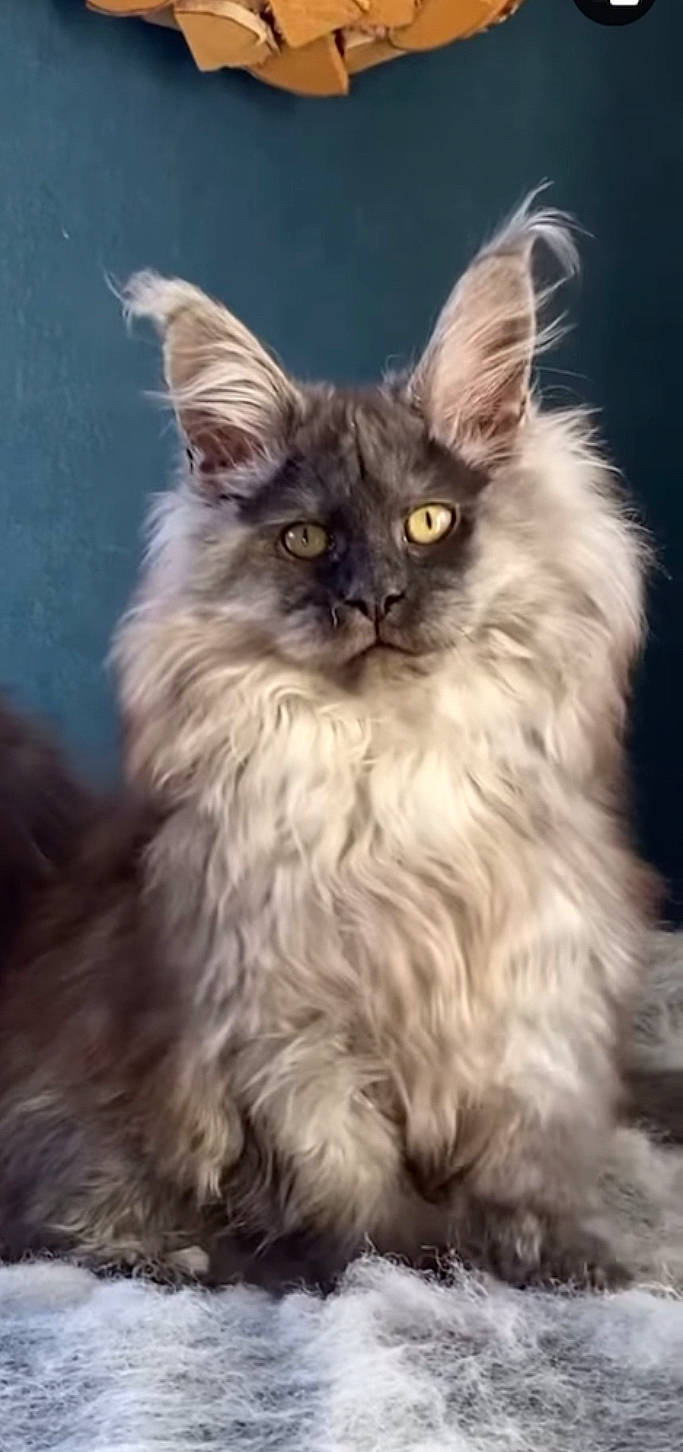 Uni is registered to the contest to win money with this photo: british_longhair, carnivore, cat, eye, fawn, felidae, fur, hair, head, maine_coon, ragdoll, small_to_medium_sized_cats, snout, terrestrial_animal, whiskers, wildlife