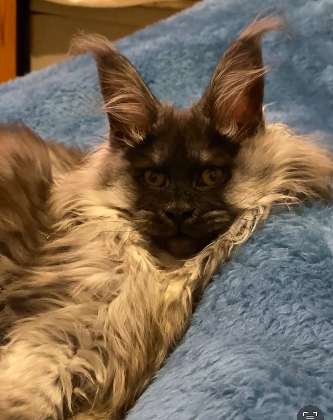 Uni joined the competition — help win amazing prizes! canidae, carnivore, cat, claw, comfort, dog_breed, eye, fawn, felidae, fur, liver, mammal, paw, small_to_medium_sized_cats, snout, tail, terrestrial_animal, whiskers